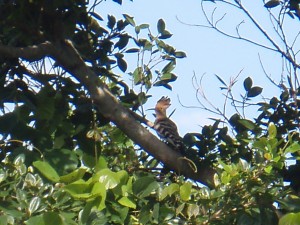pc0708761