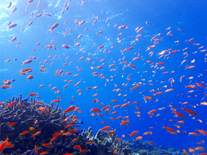 西表島近海ので泳ぐ魚