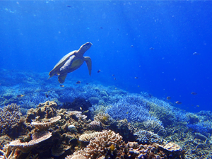 西表島近海ので泳ぐウミガメ